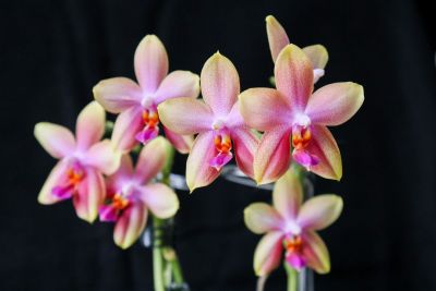 Phalaenopsis Liodoro mit 7 Blüten