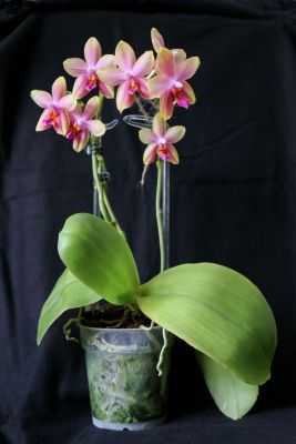 Phalaenopsis Liodoro Pflanze