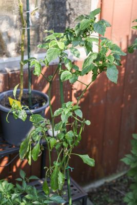 Chili 'Jalapeno Concho'